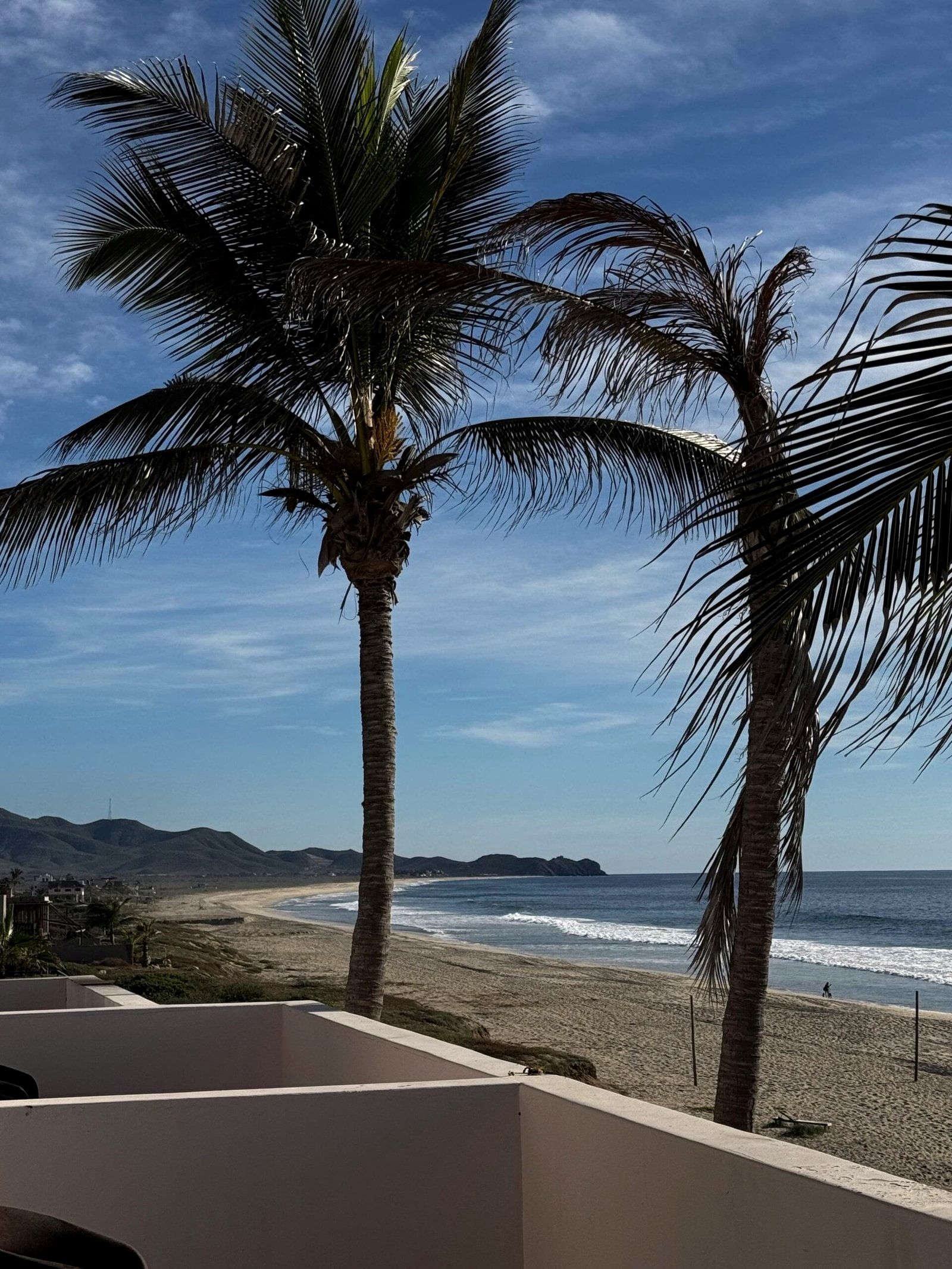 Palm trees leaning over the beach with the coastline curving into the distance