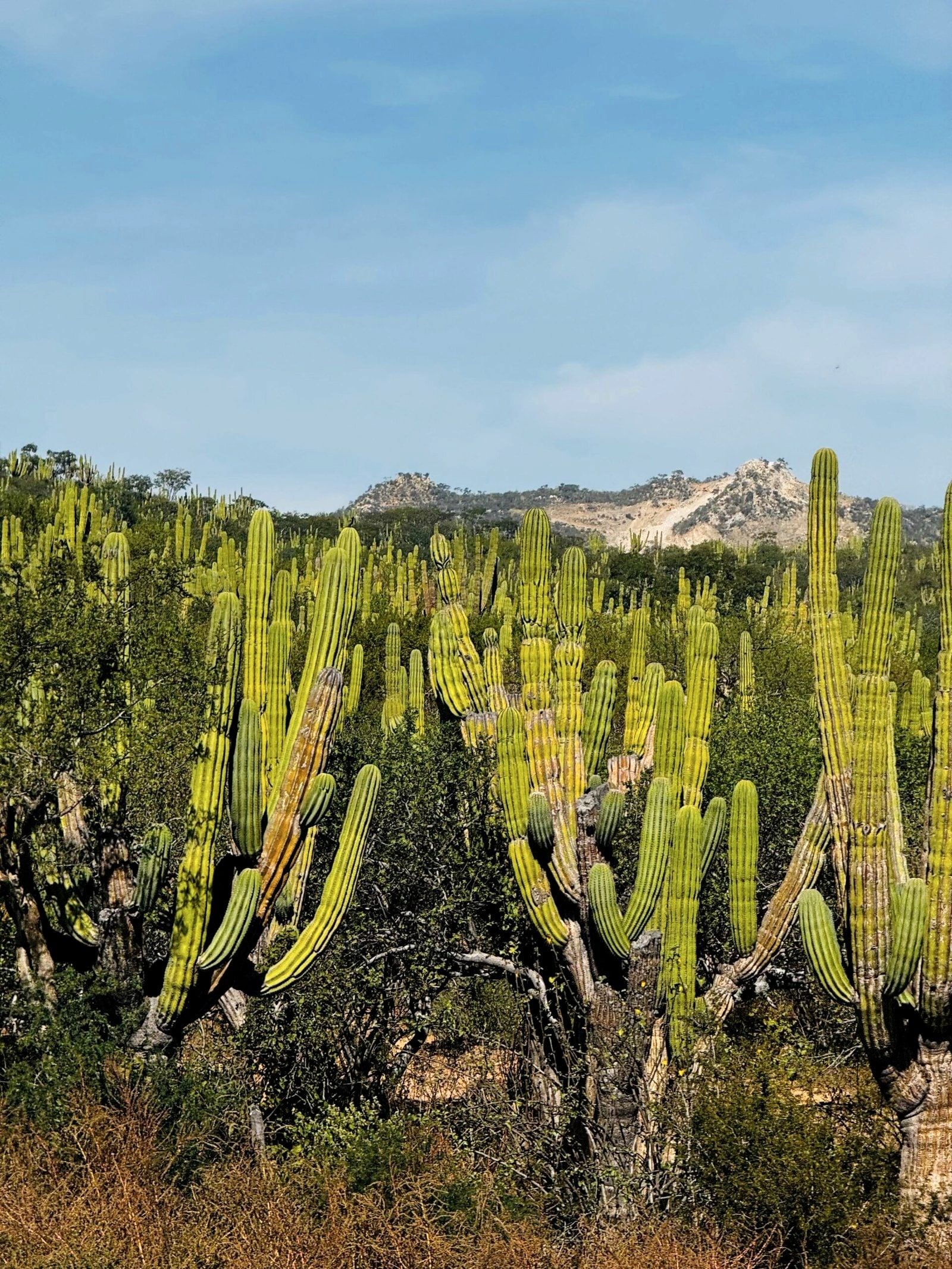 A cardón cactus forest running back toward the Sierra de la Laguna