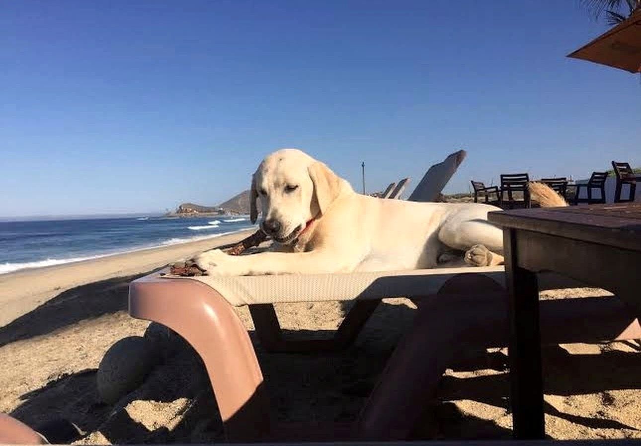A dog stretched out on a lounger in the shade — the inn is pet friendly