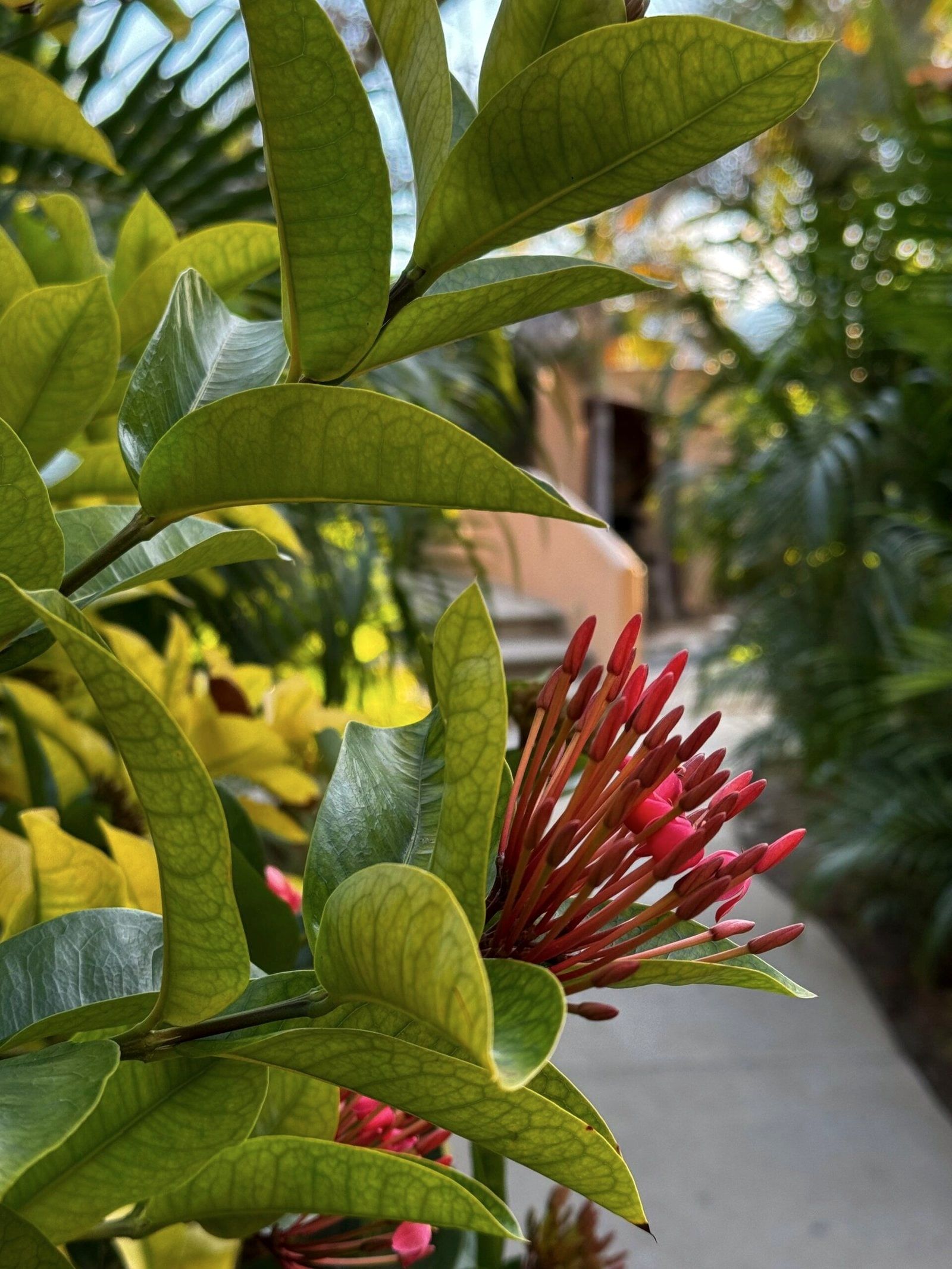 Red ixora flowers in the hotel garden