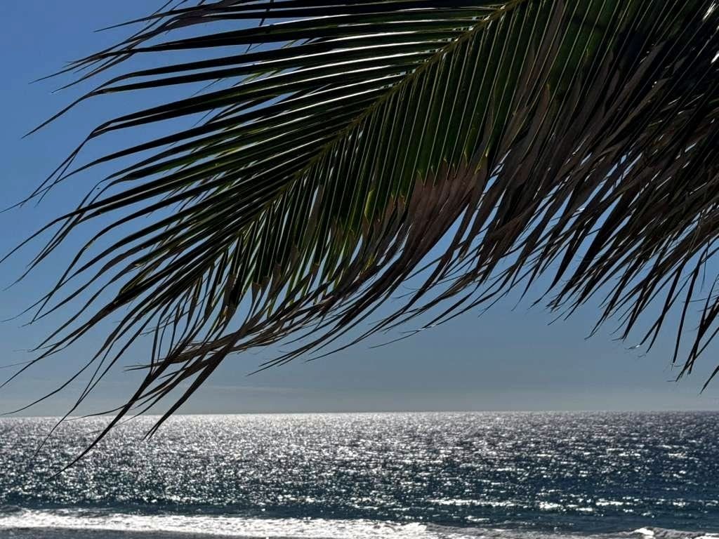 Palm fronds framing the open ocean at midday