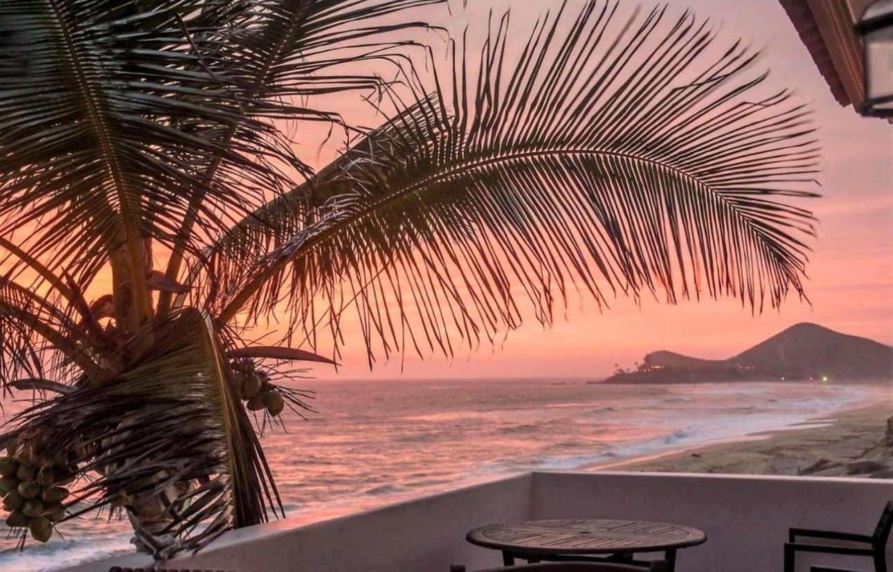 Palm fronds against a pale pink sky above the headland