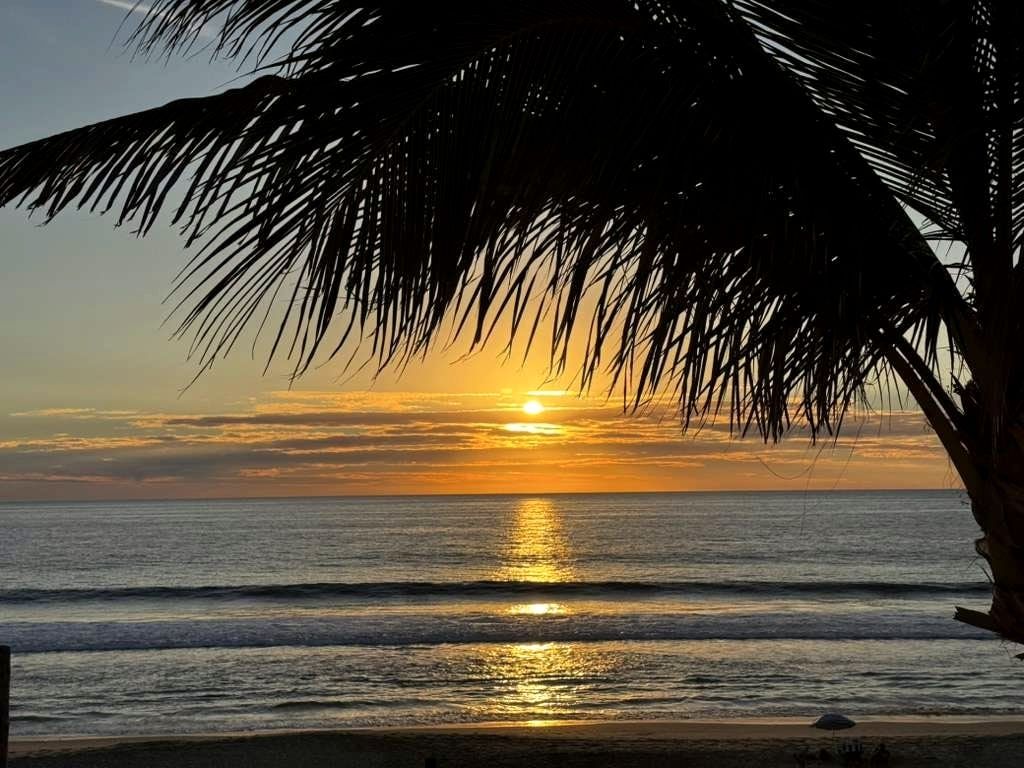 A palm frond silhouetted against an orange and violet sunset
